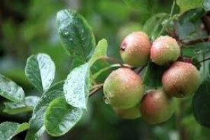 Zaštita jabuka i krušaka nakon tuče