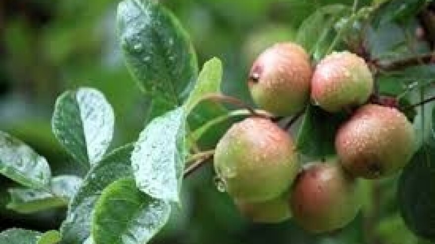 Zaštita jabuka i krušaka nakon tuče