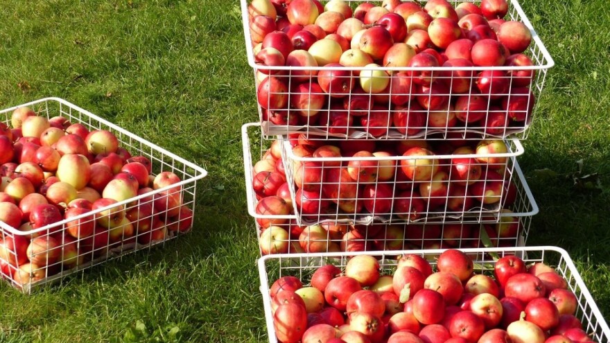 Domaći voćari, po hektaru površine, imaju veće premije od pojedinih članica EU?