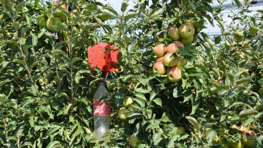 Najavljene kiše: Vrijeme bi moglo pogodovati širenju uzročnika krastavosti i truleži plodova