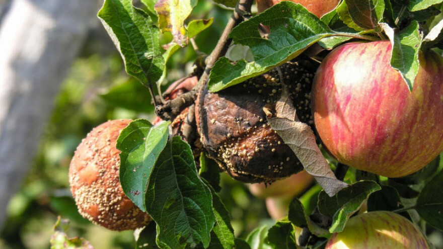 Kako i kada zaštititi voćke od monilije?