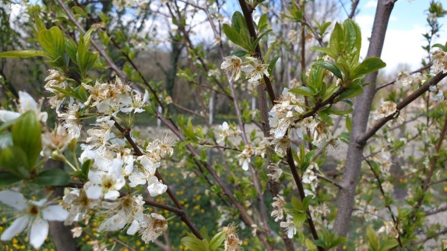 Alternativna rodnost u nasadima jabuke poslije mraza