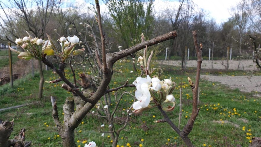 Mraz poharao voćnjake, štete i na jagodama i bajamu, ali i na povrću