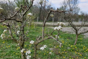 Virovitica: Proglašena prirodna nepogoda zbog mraza