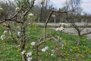 Virovitica: Proglašena prirodna nepogoda zbog mraza