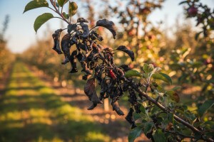 Jabuke napala bolest protiv koje nema leka