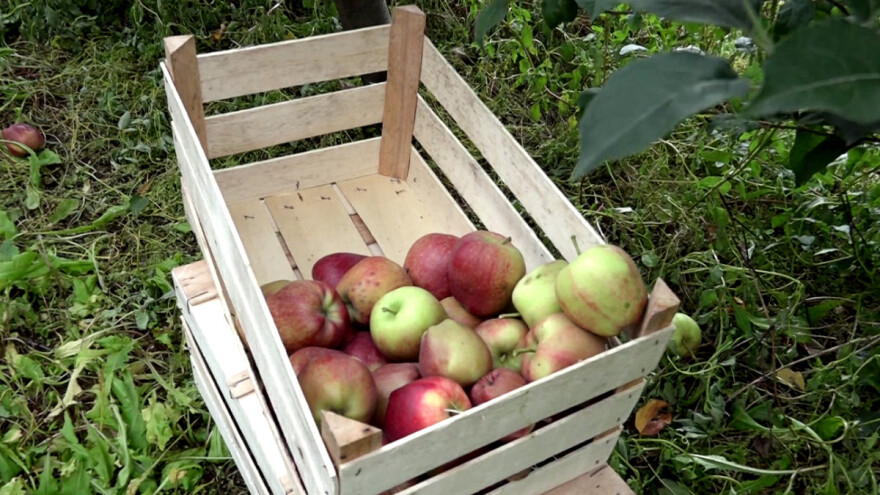 Suša i slab učinak voćara umanjile rod jabuke - šta se može učiniti?