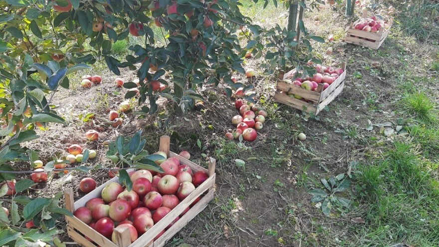 Da li je rešenje za srpske jabuke izvoz u Kinu?