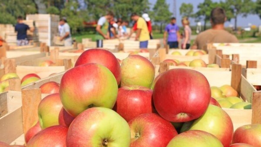 Svaki peti zaposleni radi u industriji hrane!