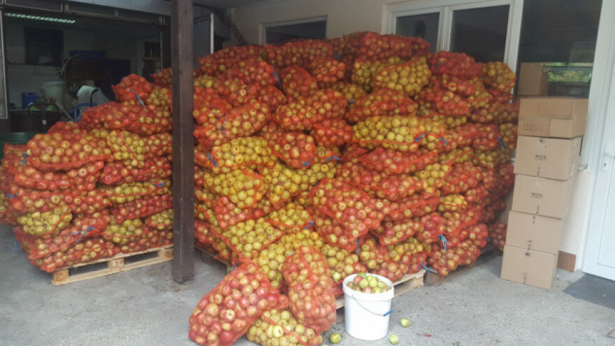 Hrvatskoj nedostaje eko hrena i gorušice