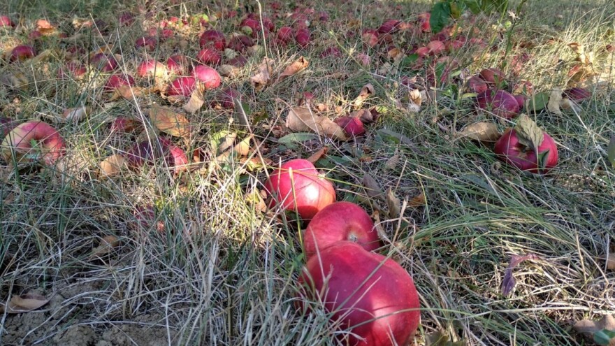 Globalna trgovina jabuka može da padne - šta to znači za nas?