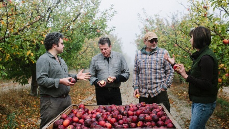 Voćare muče kiše i jabučni savijači