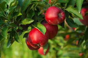Javnost o potporama za jabuke i mandarine