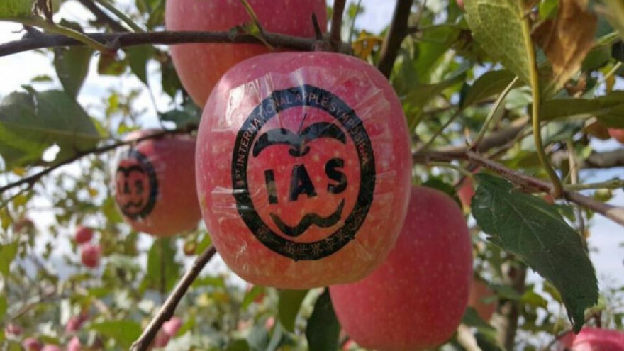 Šumadinac među kineskim jabukama