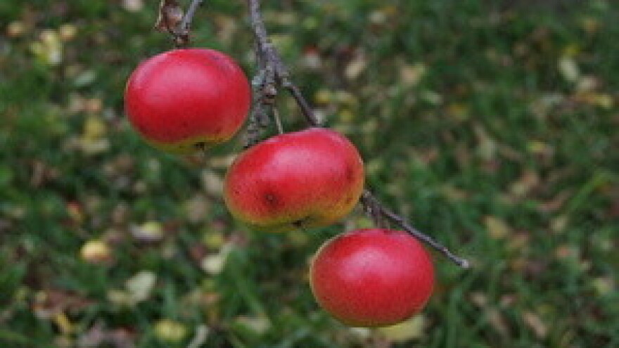 Obavijest voćarima o provedbi zaštite