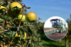 Stroj KT20 za transport sanduka voća štedi do 75% vremena od klasičnog transporta