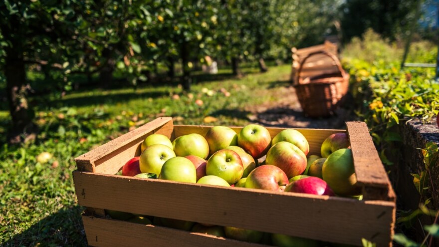 U planu donošenje novog Zakona o podsticajima u poljoprivredi RS