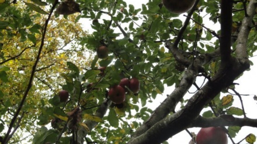 Na voćnjacima dva milijuna kuna štete od suše