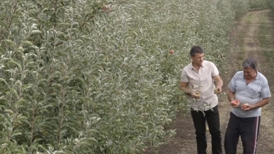 Uzgoj jabuke umesto mlečnog govedarstva