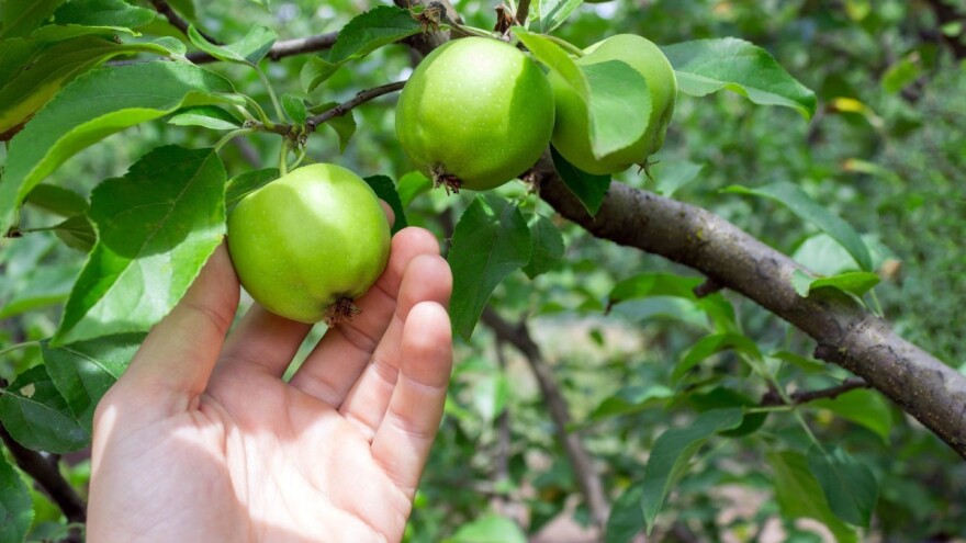 Zaštitite svoje voćke od najopasnijih štetnika insekticidom nove generacije!