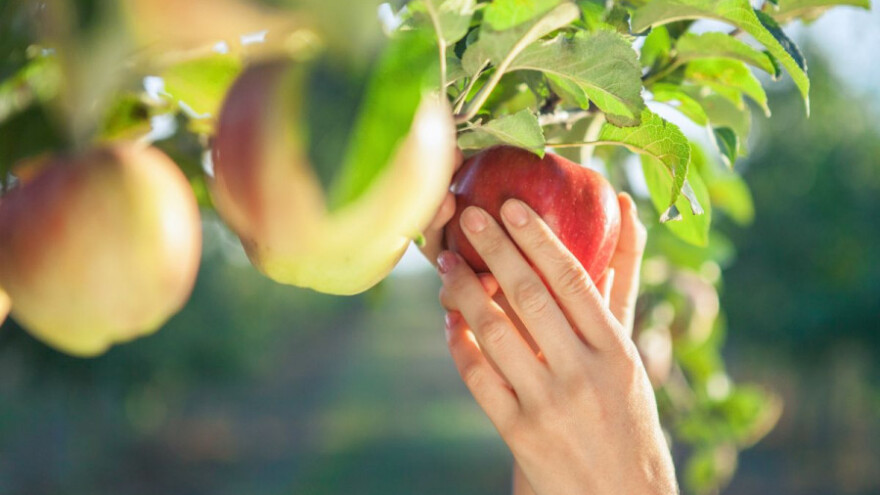 Zaštitite jabuke - štetnicima pogoduju visoke temperature