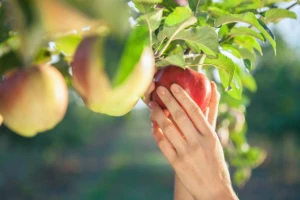 Zaštita jabuke tokom visokih temperatura
