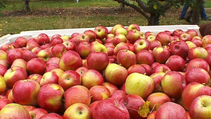 Zaštita jabuka od čađave krastavosti