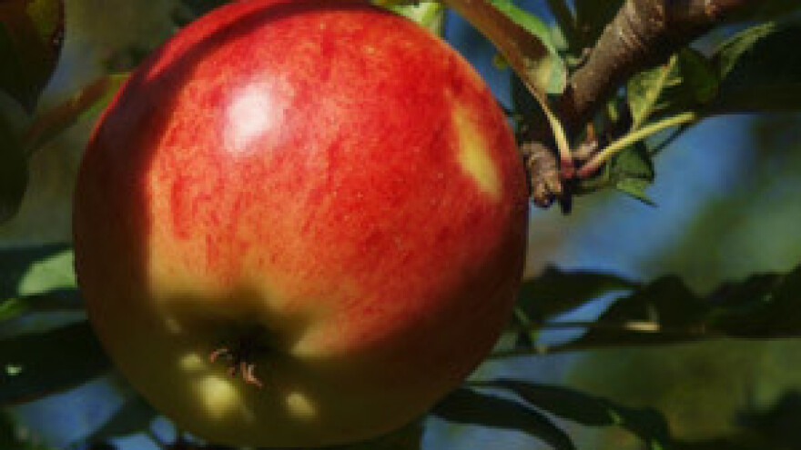 Umjesto voćarima, država pogoduje velikim otkupljivačima jabuka