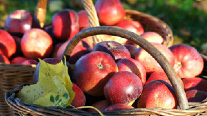 Voćarska radionica u sklopu projekta JABUKA.NET 2