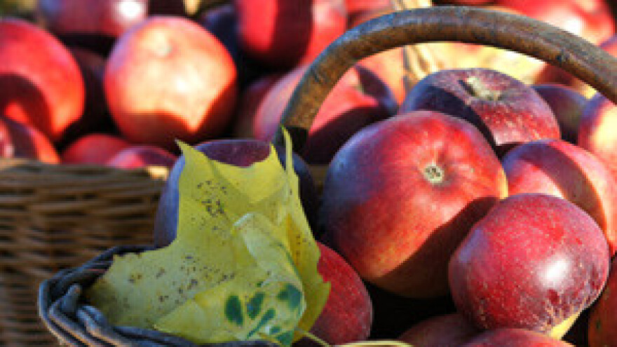 Globalna glad prilika za hrvatsku poljoprivredu