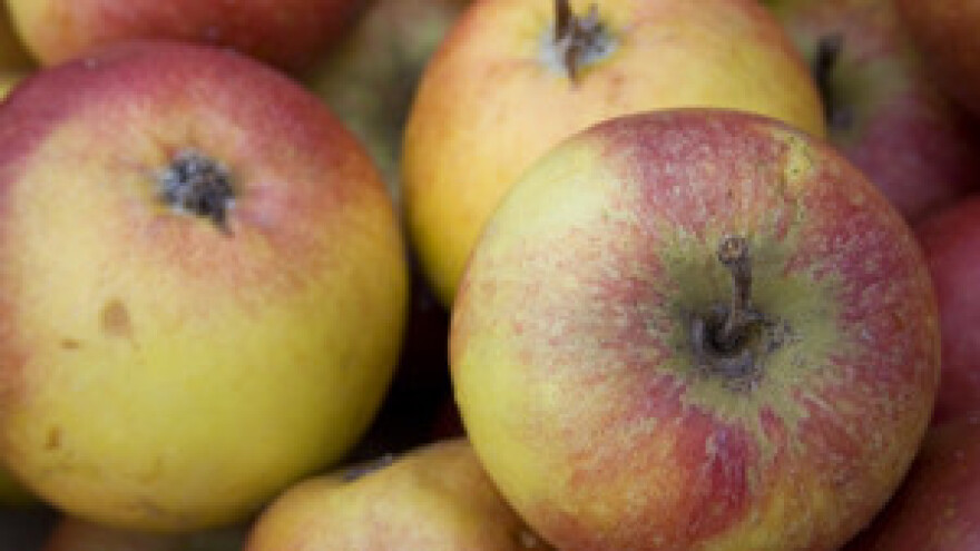 Voćarska radionica u sklopu projekta JABUKA.NET 2 u Novom Sadu