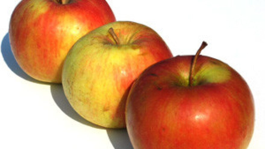 Voćarska radionica na Poljoprivrednom institutu Osijek