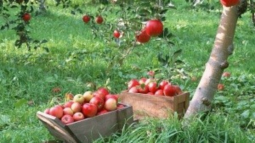 Pravilnik o dopunskim djelatnostima na OPG-u