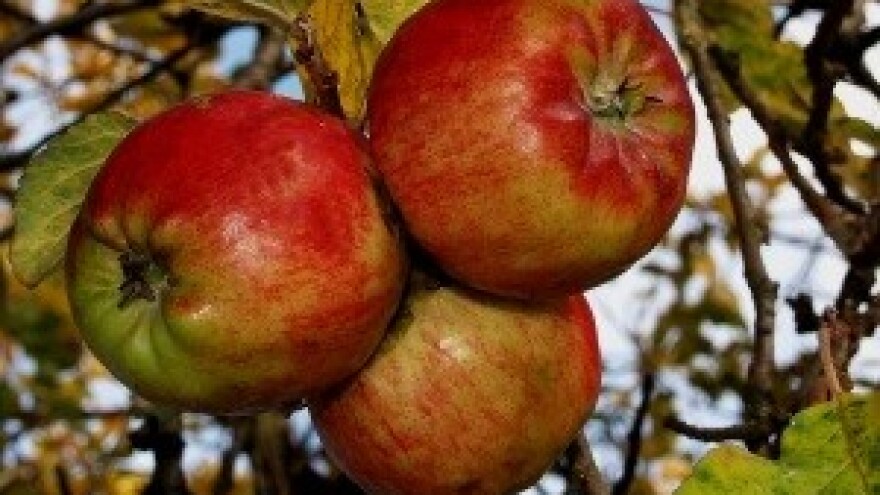 Korekcija rezidbe i formiranje uzgojnog oblika mladih voćaka (II dio)