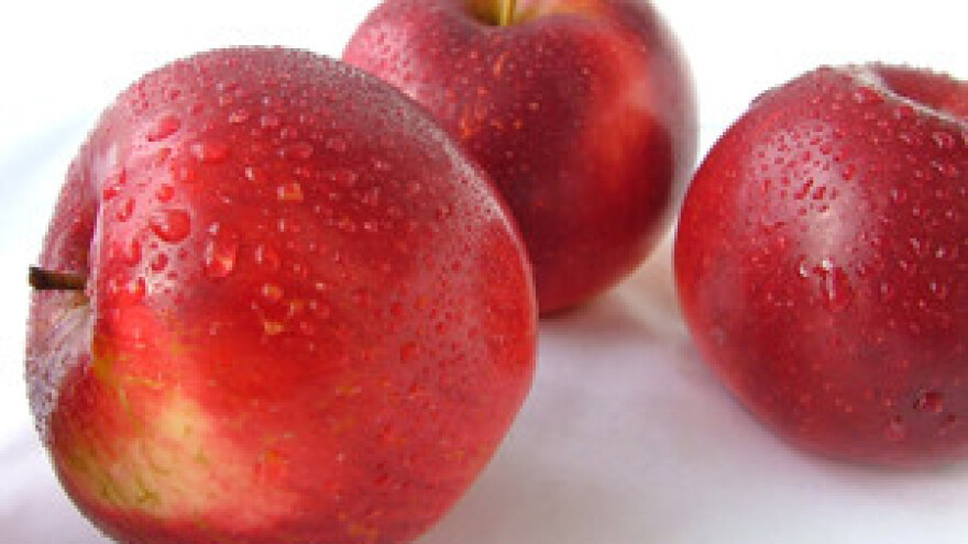 Održana radionica za voćare