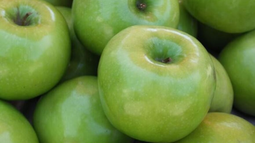 Kupujemo stare jabuke, a na stablima ostalo 25.000 tona