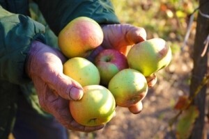 2,4 milijuna kuna za nasad jabuka