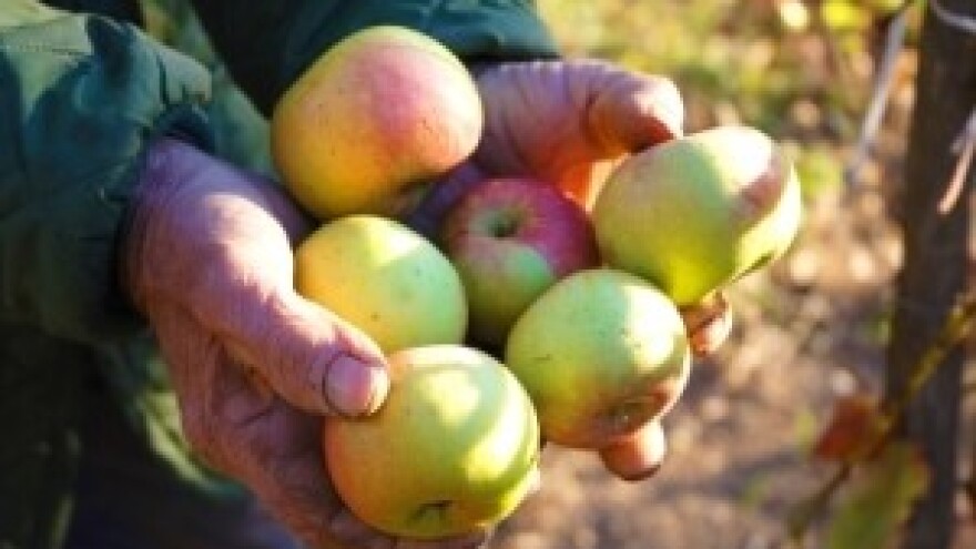 2,4 milijuna kuna za nasad jabuka