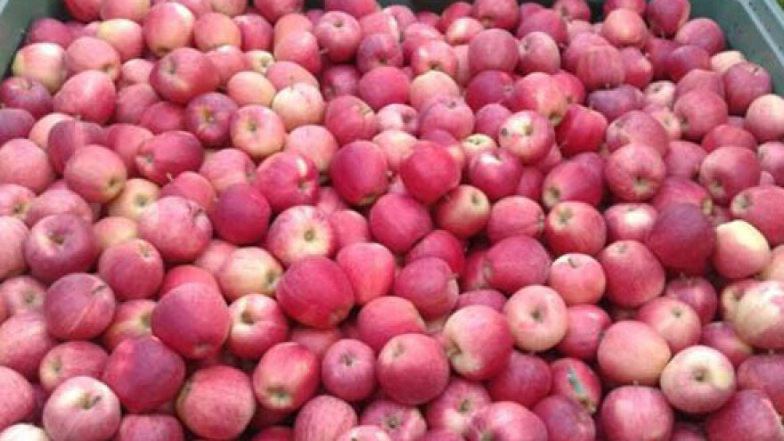 Oštrije mere kontrole zbog lažnih sertifikata