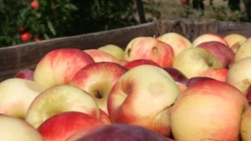 U godinu dana jabuke poskupjele za 56,10 posto