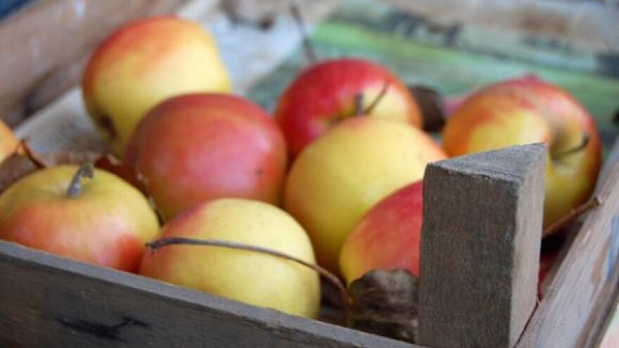 Bez skladišnih kapaciteta upitan opstanak voćarstva