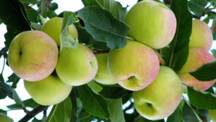 Mjere u zaštiti voćaka