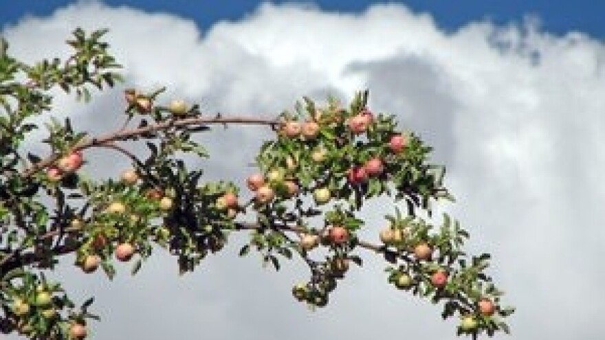 Ricardo otvara liniju za proizvodnju voćnog soka