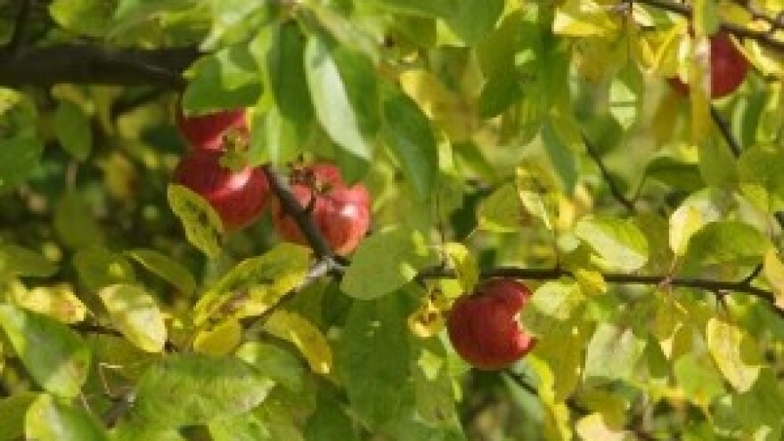 Sanitacija plantaža jabuka nakon obavljene berbe