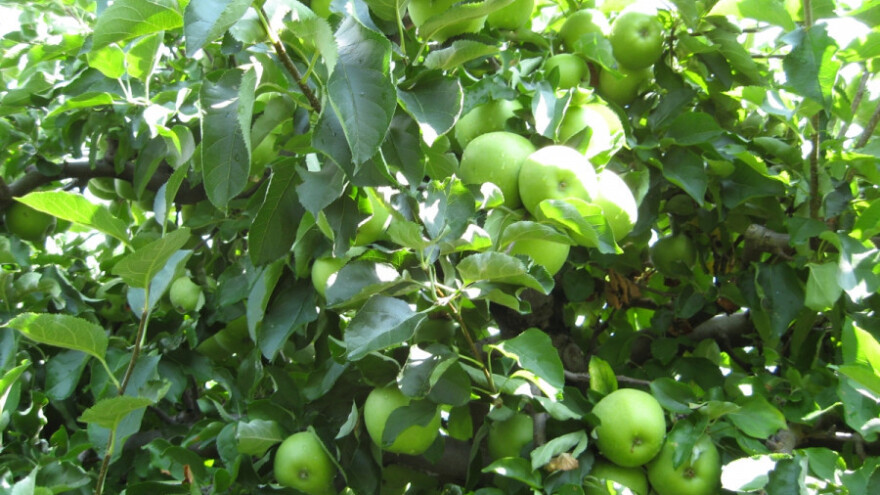 "Harvista" za bolji kvalitet jabuke