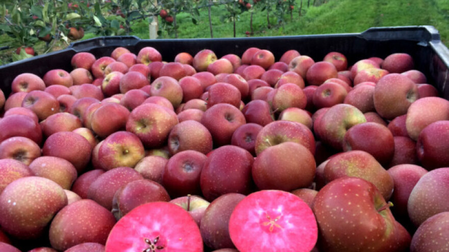 Zaštita kruške i jabuke