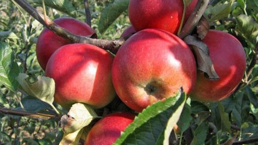 Zaštitite voćne nasade