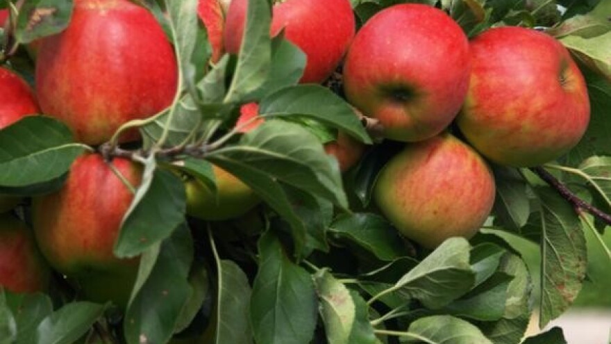 Nezadovoljsto isplaćenih šteta od tuče