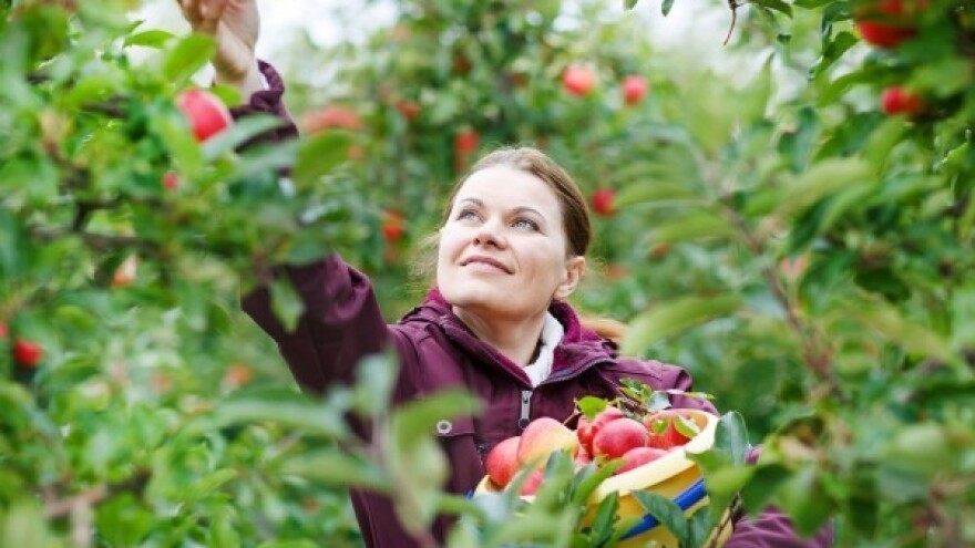 Kamen spoticanja za rekordnu proizvodnju jabuka