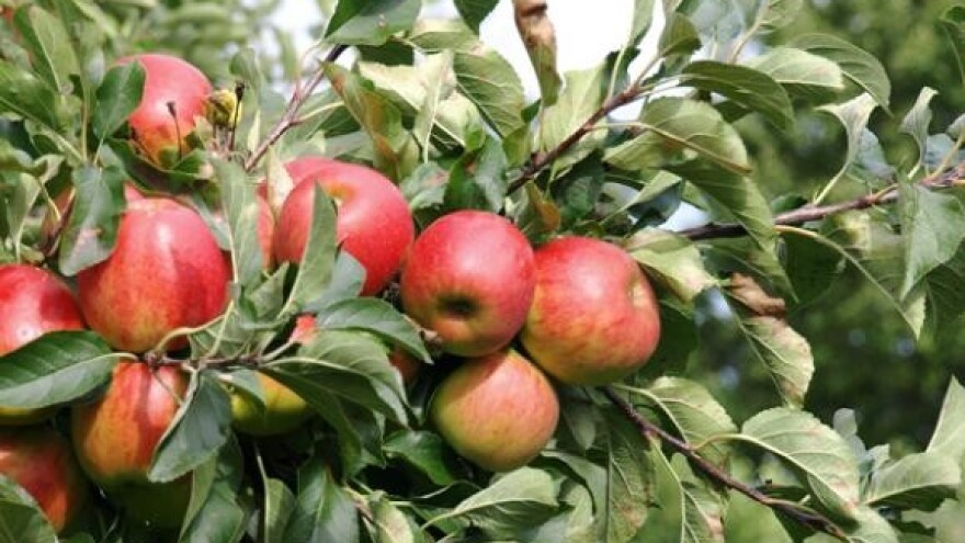 Luka Rajić postaje drugi najveći voćar